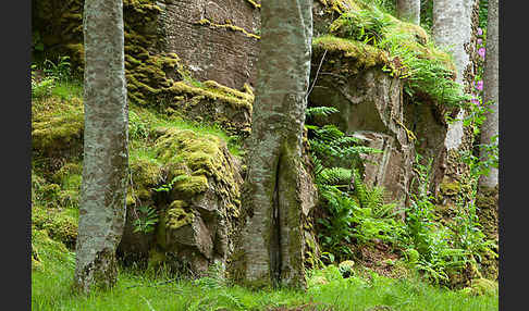 Rot-Buche (Fagus sylvatica)