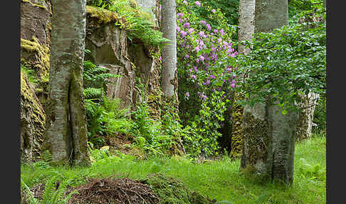 Pontische Alpenrose (Rhododendron ponticum)