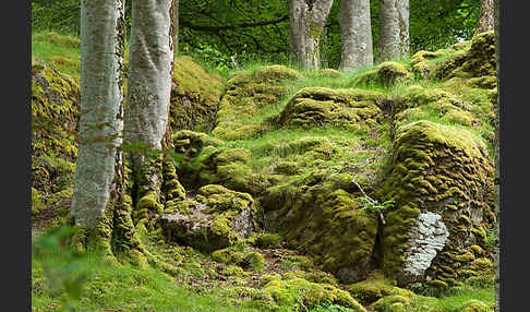 Rot-Buche (Fagus sylvatica)