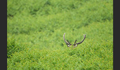 Rotwild (Cervus elaphus)