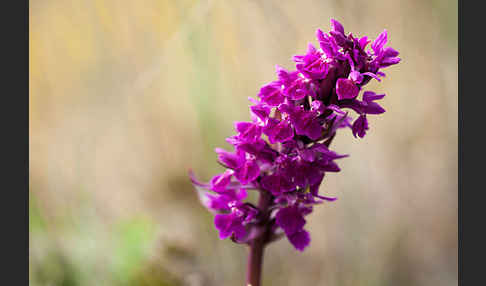 Dactylorhiza purpurella (Purpurrotes Knabenkraut)