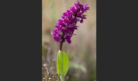 Dactylorhiza purpurella (Purpurrotes Knabenkraut)