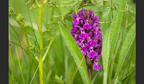 Dactylorhiza purpurella (Purpurrotes Knabenkraut)