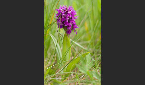 Dactylorhiza purpurella (Purpurrotes Knabenkraut)