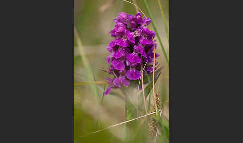 Dactylorhiza purpurella (Purpurrotes Knabenkraut)