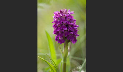 Dactylorhiza purpurella (Purpurrotes Knabenkraut)