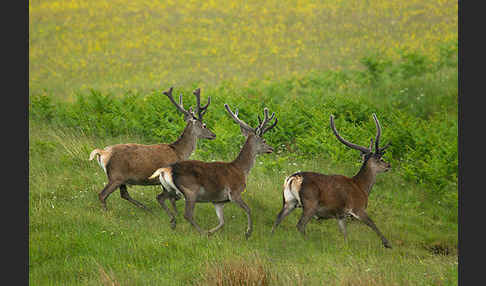 Rotwild (Cervus elaphus)