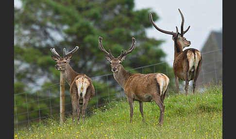 Rotwild (Cervus elaphus)