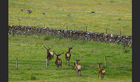 Rotwild (Cervus elaphus)