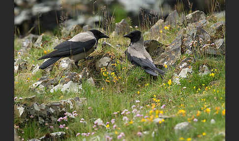 Nebelkrähe (Corvus corone cornix)