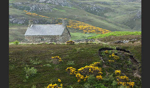 Stechginster (Ulex europaeus)