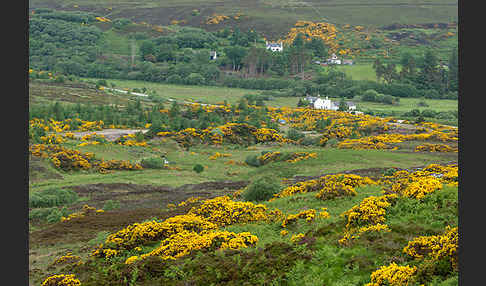 Stechginster (Ulex europaeus)