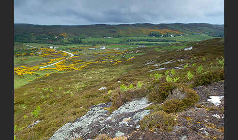 Stechginster (Ulex europaeus)