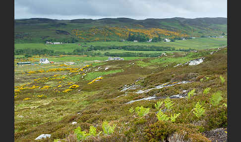 Stechginster (Ulex europaeus)