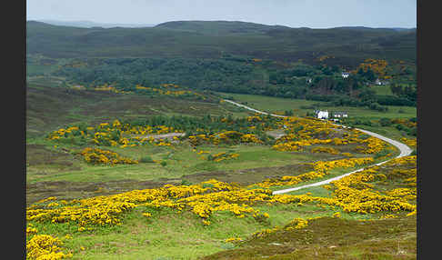 Stechginster (Ulex europaeus)