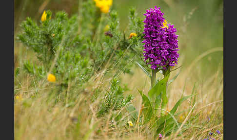 Dactylorhiza purpurella (Purpurrotes Knabenkraut)