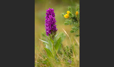 Dactylorhiza purpurella (Purpurrotes Knabenkraut)