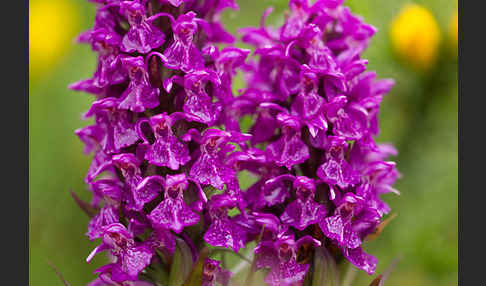 Dactylorhiza purpurella (Purpurrotes Knabenkraut)