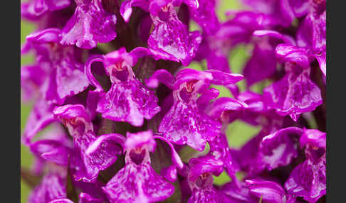 Dactylorhiza purpurella (Purpurrotes Knabenkraut)