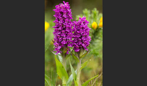 Dactylorhiza purpurella (Purpurrotes Knabenkraut)