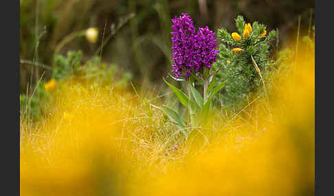 Dactylorhiza purpurella (Purpurrotes Knabenkraut)