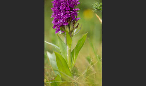 Dactylorhiza purpurella (Purpurrotes Knabenkraut)