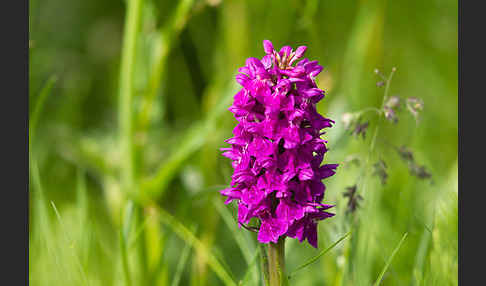 Dactylorhiza purpurella (Purpurrotes Knabenkraut)