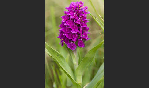 Dactylorhiza purpurella (Purpurrotes Knabenkraut)