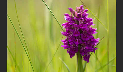 Dactylorhiza purpurella (Purpurrotes Knabenkraut)