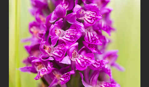 Dactylorhiza purpurella (Purpurrotes Knabenkraut)