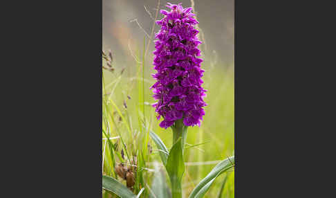 Dactylorhiza purpurella (Purpurrotes Knabenkraut)