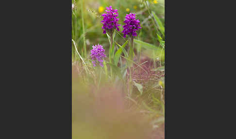 Fleischfarbenes Knabenkraut subsp. (Dactylorhiza incarnata subsp. coccinea)