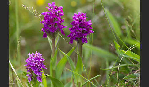 Fleischfarbenes Knabenkraut subsp. (Dactylorhiza incarnata subsp. coccinea)