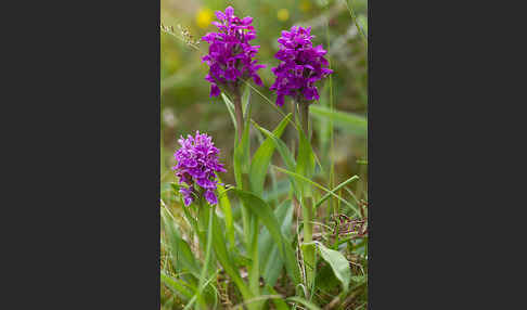 Fleischfarbenes Knabenkraut subsp. (Dactylorhiza incarnata subsp. coccinea)