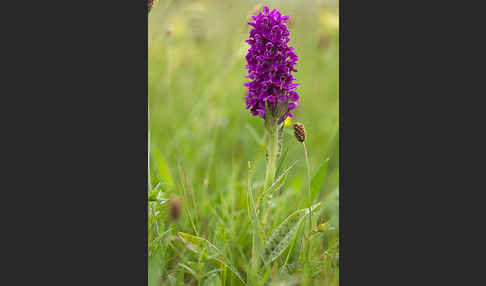 Fleischfarbenes Knabenkraut subsp. (Dactylorhiza incarnata subsp. coccinea)