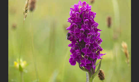 Fleischfarbenes Knabenkraut subsp. (Dactylorhiza incarnata subsp. coccinea)