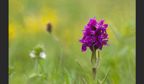 Fleischfarbenes Knabenkraut subsp. (Dactylorhiza incarnata subsp. coccinea)