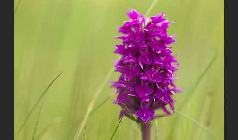 Fleischfarbenes Knabenkraut subsp. (Dactylorhiza incarnata subsp. coccinea)