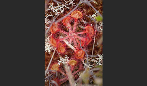 Rundblättriger Sonnentau (Drosera rotundifolia)