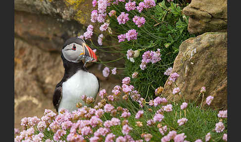 Papageitaucher (Fratercula arctica)