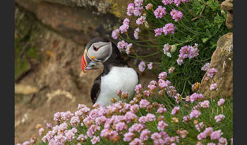 Papageitaucher (Fratercula arctica)