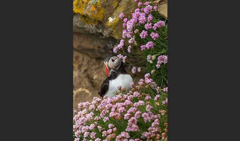 Papageitaucher (Fratercula arctica)