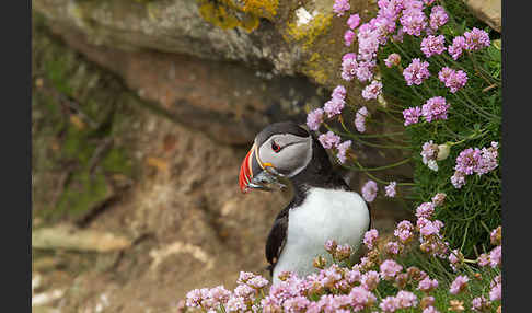 Papageitaucher (Fratercula arctica)