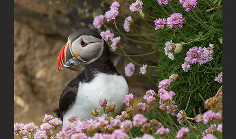 Papageitaucher (Fratercula arctica)