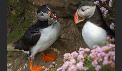 Papageitaucher (Fratercula arctica)