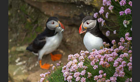 Papageitaucher (Fratercula arctica)