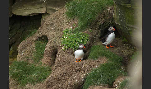 Papageitaucher (Fratercula arctica)