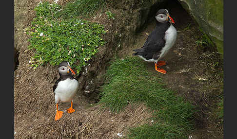 Papageitaucher (Fratercula arctica)