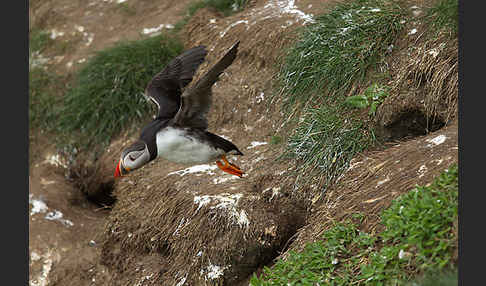 Papageitaucher (Fratercula arctica)