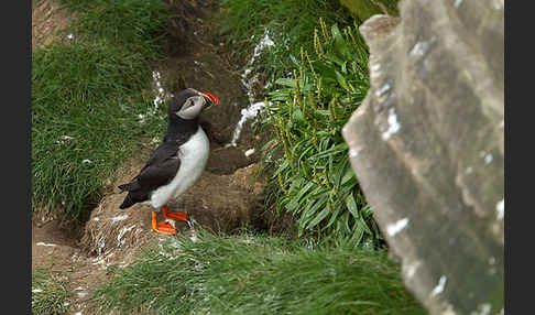 Papageitaucher (Fratercula arctica)